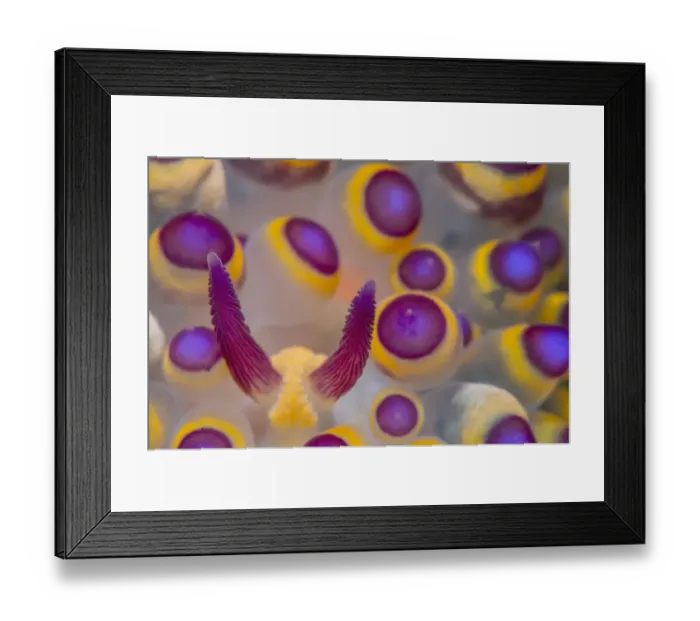 Framed Print : Close up detail of the rhinophores and caruncle of a Nudibranch (Janolus savinkini) Framed Print : Close up detail of the rhinophores and caruncle of a Nudibranch (Janolus savinkini)
