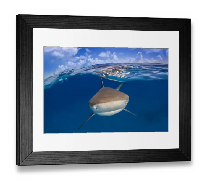 Framed Print : A Caribbean reef shark (Carcharhinus perezi) just below the surface. Split level with blue sky Framed Print : A Caribbean reef shark (Carcharhinus perezi) just below the surface. Split level with blue sky