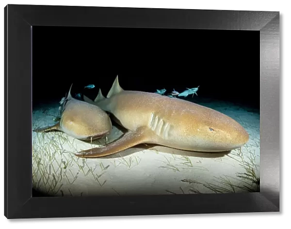 Nurse sharks (Ginglymostoma cirratum) over seagrass at night. White spiracle behind eye is visible