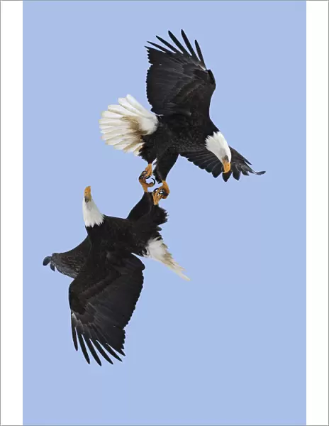 Bald eagle (Haliaeetus leucocephalus) pair flying with claws linked during courtship flight