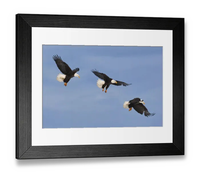 Framed Print : Series of Bald eagle (Haliaeetus leucocephalus) in flight, Homer, Alaska, USA, March