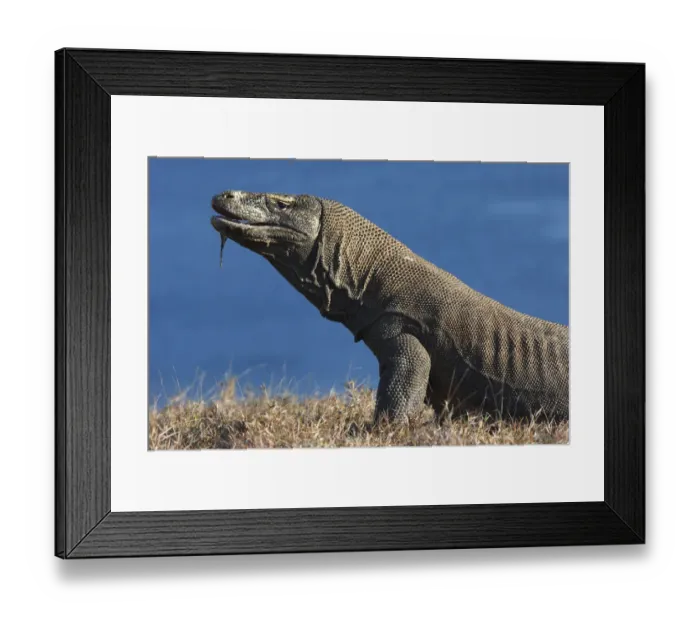 Framed Print : Komodo dragon (Varanus komodoensis) Rinca Island, Indonesia Framed Print : Komodo dragon (Varanus komodoensis) Rinca Island, Indonesia