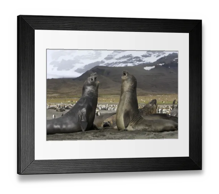 Framed Print : Southern elephant seal (Mirounga leonina), fight between two males, Saint Andrew, South Georgia Framed Print : Southern elephant seal (Mirounga leonina), fight between two males, Saint Andrew, South Georgia