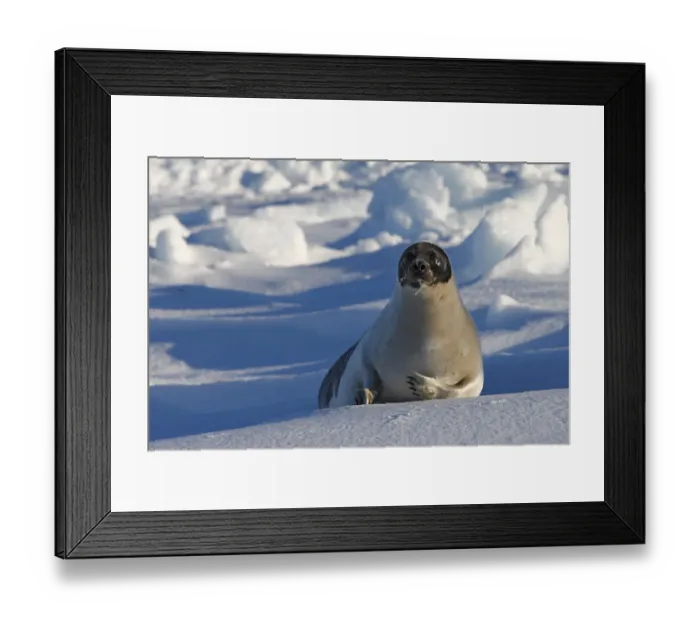 Framed Print : Harp seal (Phoca groenlandica), adult female on the ice, Magdalen Islands, Canada Framed Print : Harp seal (Phoca groenlandica), adult female on the ice, Magdalen Islands, Canada
