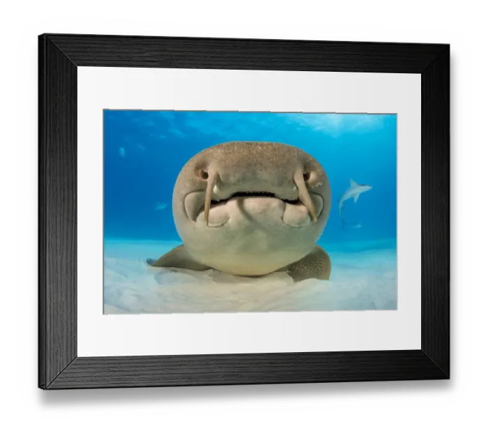 Framed Print : Nurse shark (Ginglymostoma cirratum) portrait, resting on the sand in shallow water Framed Print : Nurse shark (Ginglymostoma cirratum) portrait, resting on the sand in shallow water