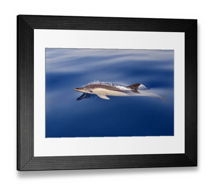 Framed Print : Striped Dolphin (Stenella coeruleoalba) in the strait of Gibraltar, Spain Framed Print : Striped Dolphin (Stenella coeruleoalba) in the strait of Gibraltar, Spain