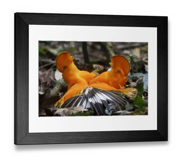 Framed Print : Guianan cock-of-the-rock (Rupicola rupicola), two males fighting during lek, Guianan Shield Framed Print : Guianan cock-of-the-rock (Rupicola rupicola), two males fighting during lek, Guianan Shield