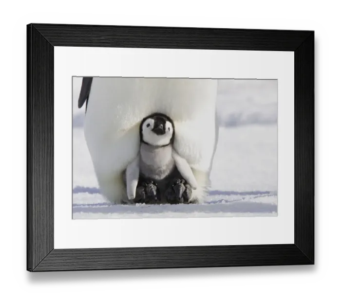 Framed Print : Emperor penguin (Aptenodytes forsteri), chick in parents brood pouch, Snow Hill Island Framed Print : Emperor penguin (Aptenodytes forsteri), chick in parents brood pouch, Snow Hill Island
