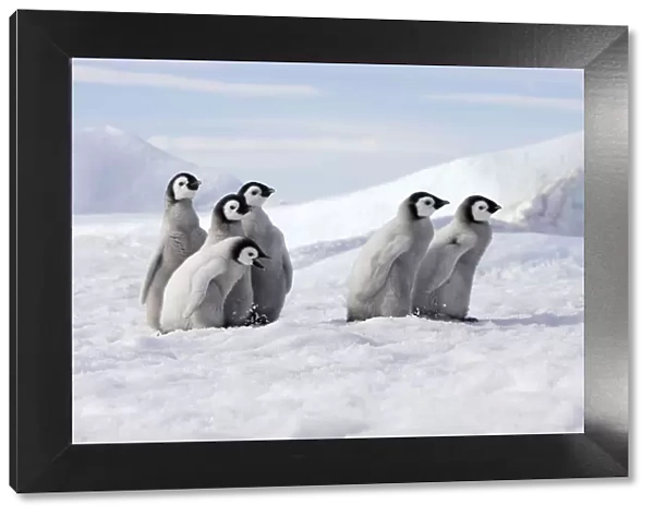 Emperor penguin (Aptenodytes forsteri), Chicks on ice, Snow Hill Island, Antarctic