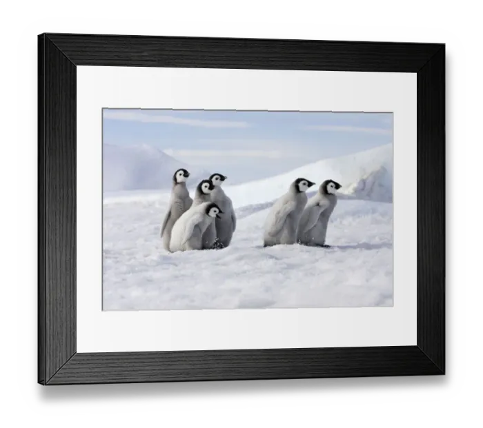 Framed Print : Emperor penguin (Aptenodytes forsteri), Chicks on ice, Snow Hill Island, Antarctic Framed Print : Emperor penguin (Aptenodytes forsteri), Chicks on ice, Snow Hill Island, Antarctic