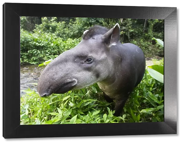 Brazilian tapir (Tapirus terrestris) portrait, Tambopata Research Centre, Peru