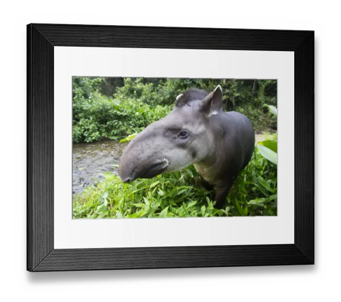 Framed Print : Brazilian tapir (Tapirus terrestris) portrait, Tambopata Research Centre, Peru Framed Print : Brazilian tapir (Tapirus terrestris) portrait, Tambopata Research Centre, Peru