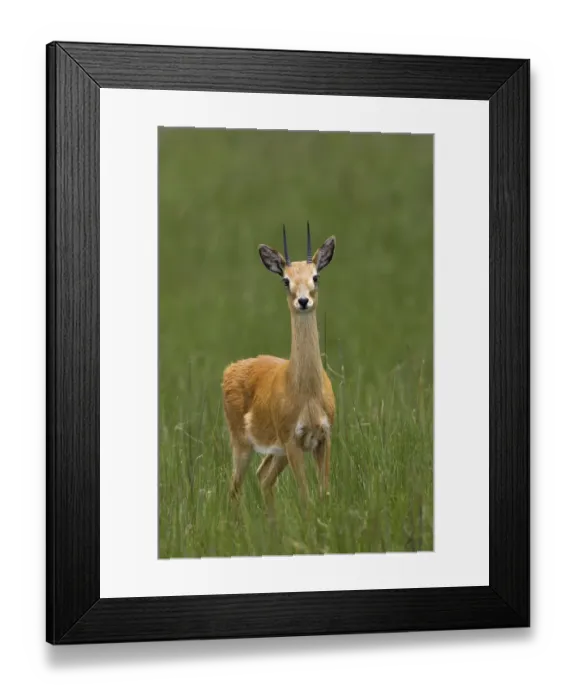 Framed Print : Oribi (Ourebia ourebi montana), Senkelle Swaynes Hartebeest Sanctuary, Ethiopia Framed Print : Oribi (Ourebia ourebi montana), Senkelle Swaynes Hartebeest Sanctuary, Ethiopia