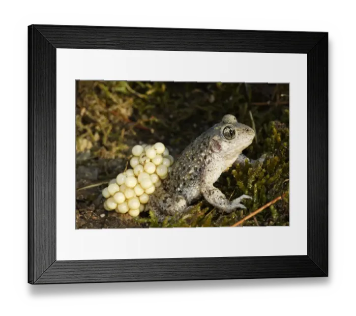 Framed Print : Common midwife toad (Alytes obstetricans), male toad carrying eggs, Vaucluse, France Framed Print : Common midwife toad (Alytes obstetricans), male toad carrying eggs, Vaucluse, France