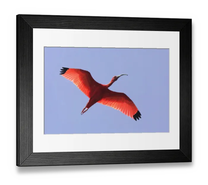 Framed Print : Scarlet ibis (Eudocimus ruber), in flight, Coro, Venezuela Framed Print : Scarlet ibis (Eudocimus ruber), in flight, Coro, Venezuela