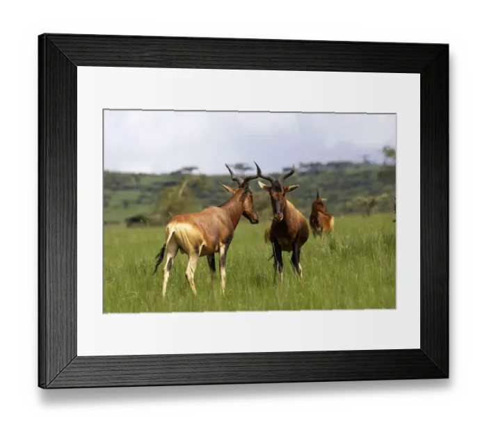 Framed Print : Swaynes hartebeest (Alcephalus busephalus swaynei), Senkelle Swaynes Hartebeest Sanctuary Framed Print : Swaynes hartebeest (Alcephalus busephalus swaynei), Senkelle Swaynes Hartebeest Sanctuary
