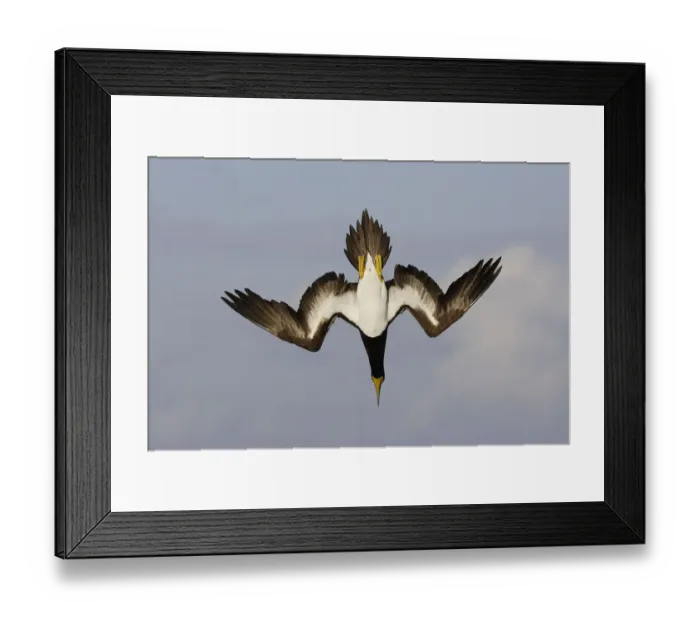 Framed Print : Brown booby (Sula leucogaster), adult diving for fish, Los Roques, Venezuela Framed Print : Brown booby (Sula leucogaster), adult diving for fish, Los Roques, Venezuela