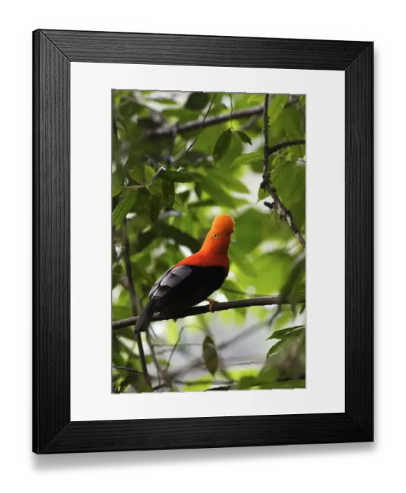 Framed Print : Andean Cock of the rock (Rupicola peruviana) male during courtship, Andean Mountains Framed Print : Andean Cock of the rock (Rupicola peruviana) male during courtship, Andean Mountains
