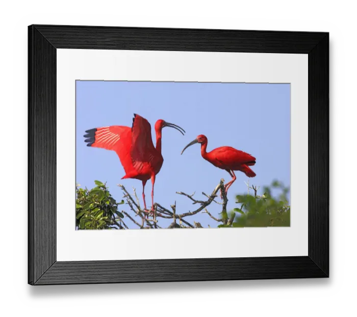 Framed Print : Scarlet ibis (Eudocimus ruber), two birds perched on bushes, Coro, Venezuela. Small repro only Framed Print : Scarlet ibis (Eudocimus ruber), two birds perched on bushes, Coro, Venezuela. Small repro only