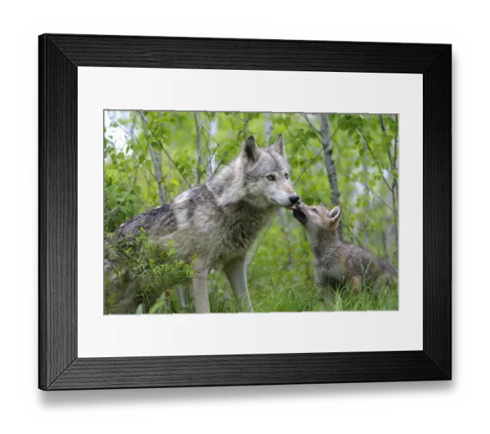 Framed Print : Grey wolf (Canis lupus), adult with cub, captive, USA Framed Print : Grey wolf (Canis lupus), adult with cub, captive, USA