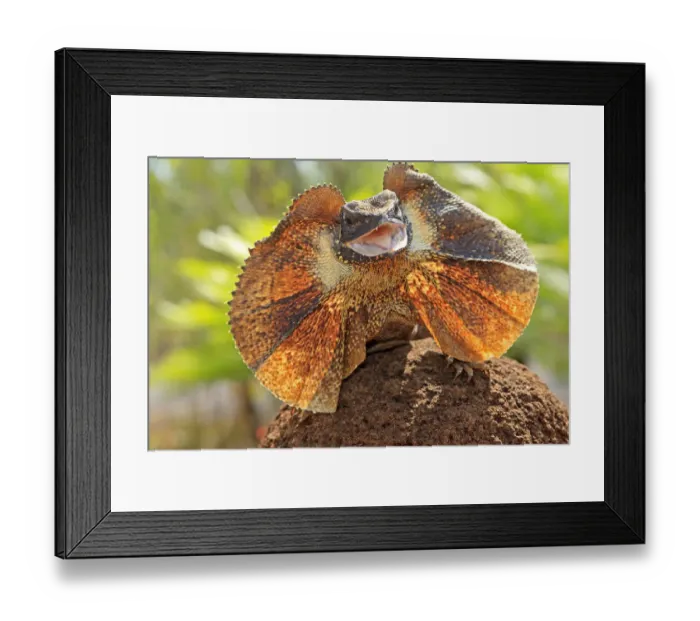 Framed Print : Frill-necked lizard (Chlamydosaurus kingii), with collar spread in threat display Framed Print : Frill-necked lizard (Chlamydosaurus kingii), with collar spread in threat display