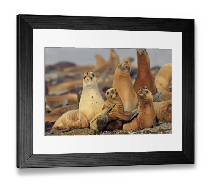Framed Print : South American sea lion (OtariaAflavescens) colony on beach, Punta Norte, Peninsula Valdes Framed Print : South American sea lion (OtariaAflavescens) colony on beach, Punta Norte, Peninsula Valdes