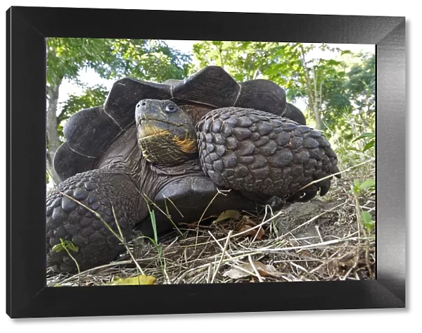 Galapagos giant tortoise (Geochelone nigra porteri), Cerro El Chato, Santa Cruz Island