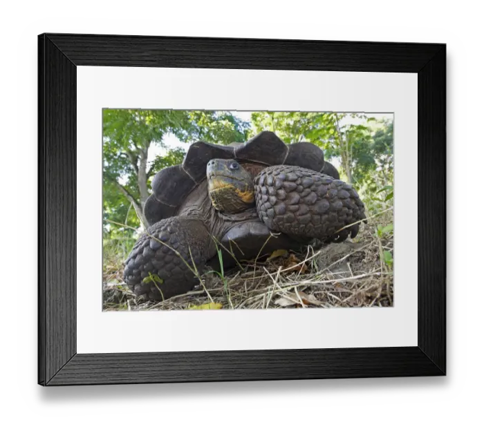 Framed Print : Galapagos giant tortoise (Geochelone nigra porteri), Cerro El Chato, Santa Cruz Island Framed Print : Galapagos giant tortoise (Geochelone nigra porteri), Cerro El Chato, Santa Cruz Island