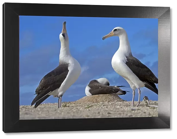 Laysan albatross (Phoebastria immutabilis), courtship ritual, Eastern island, Midway