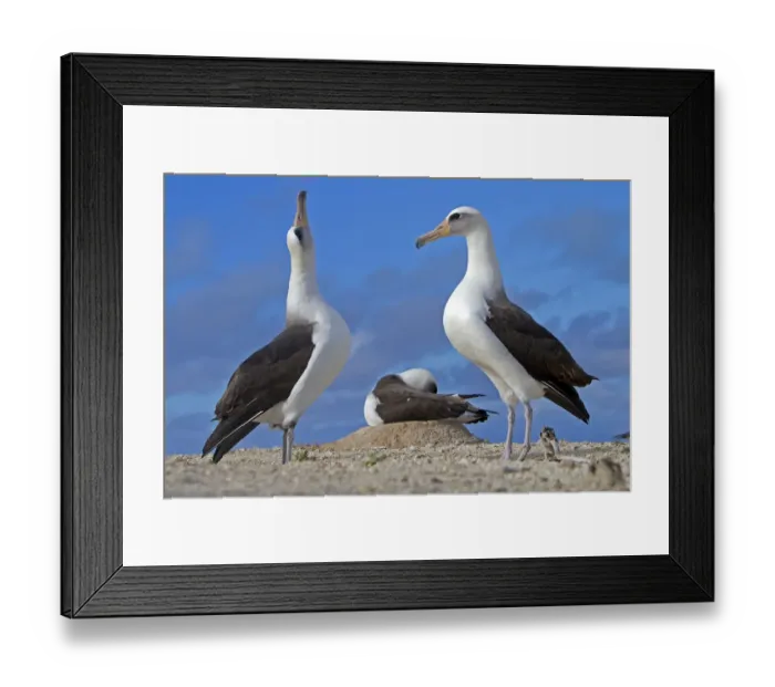 Framed Print : Laysan albatross (Phoebastria immutabilis), courtship ritual, Eastern island, Midway Framed Print : Laysan albatross (Phoebastria immutabilis), courtship ritual, Eastern island, Midway
