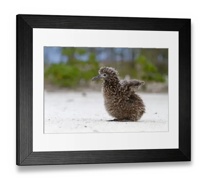 Framed Print : Laysan albatross (Phoebastria immutabilis), chick, Eastern island, Midway Atoll National Framed Print : Laysan albatross (Phoebastria immutabilis), chick, Eastern island, Midway Atoll National