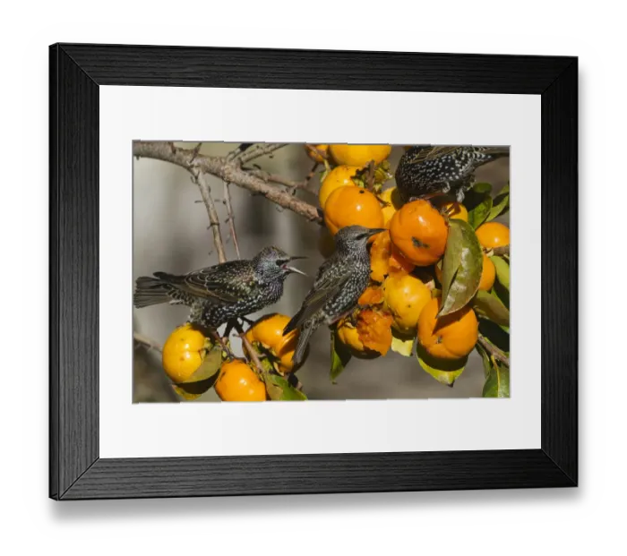 Framed Print : Starling (Sturnus vulgaris), eating fruit of Japanese Persimmon (Diospyros kaki) Framed Print : Starling (Sturnus vulgaris), eating fruit of Japanese Persimmon (Diospyros kaki)