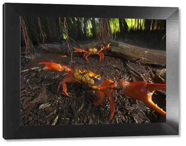 Land Crab (Gecarcinus planatus) in defensive display, Socorro Island, Revillagigedo