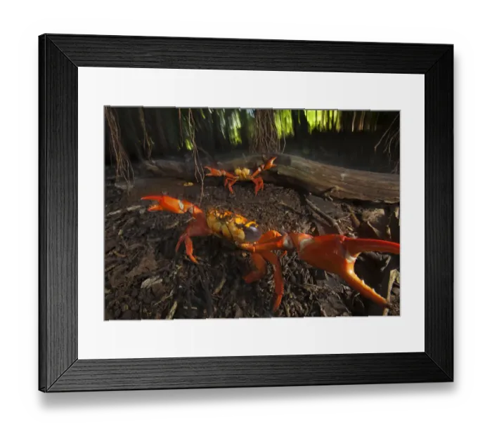 Framed Print : Land Crab (Gecarcinus planatus) in defensive display, Socorro Island, Revillagigedo Framed Print : Land Crab (Gecarcinus planatus) in defensive display, Socorro Island, Revillagigedo