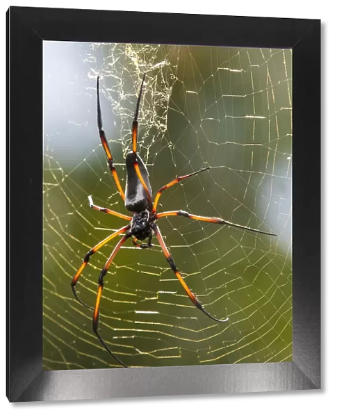 Palm spider (Nephila inaurata) in its web, female, Praslin Island, Republic of Seychelles