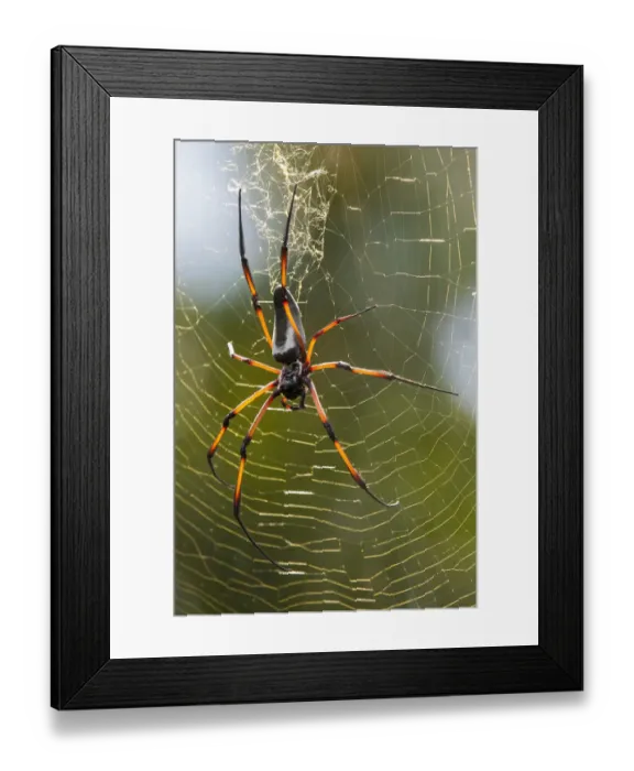 Framed Print : Palm spider (Nephila inaurata) in its web, female, Praslin Island, Republic of Seychelles Framed Print : Palm spider (Nephila inaurata) in its web, female, Praslin Island, Republic of Seychelles