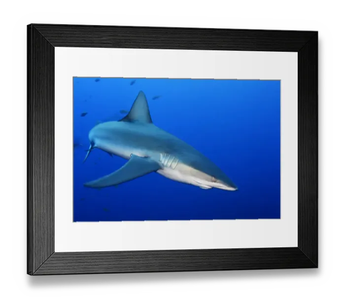 Framed Print : Galapagos Shark (Charcharhinus galapagensis), Roca Partida islet, Revillagigedo Archipelago Framed Print : Galapagos Shark (Charcharhinus galapagensis), Roca Partida islet, Revillagigedo Archipelago