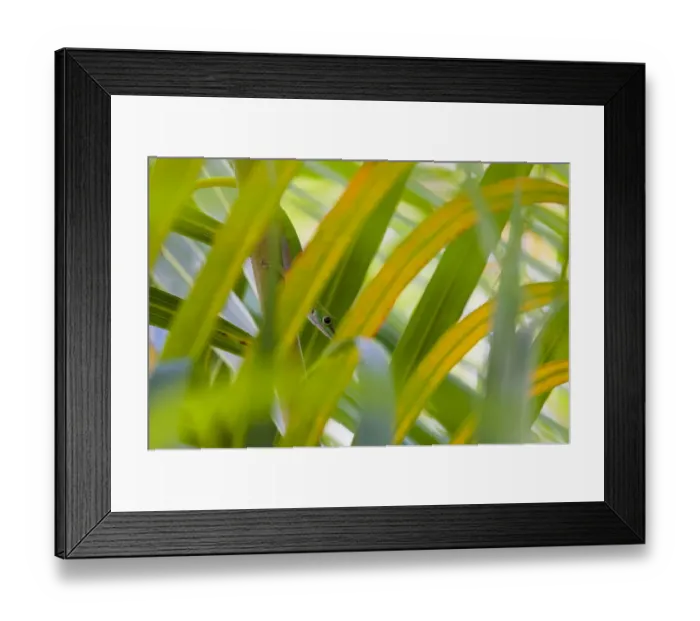 Framed Print : Stripeless day gecko (Phelsuma astriata), camouflaged between leaves, Praslin Island Framed Print : Stripeless day gecko (Phelsuma astriata), camouflaged between leaves, Praslin Island