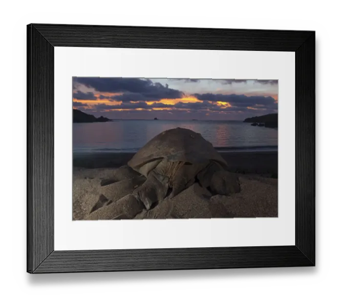 Framed Print : Green Turtle (Chelonia mydas) returning to the sea, IUCN Endangered, Socorro Island Framed Print : Green Turtle (Chelonia mydas) returning to the sea, IUCN Endangered, Socorro Island