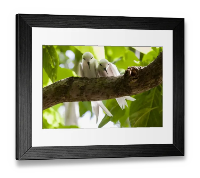 Framed Print : Fairy Tern (Gygis alba) pair, Cousin Island, Republic of Seychelles Framed Print : Fairy Tern (Gygis alba) pair, Cousin Island, Republic of Seychelles