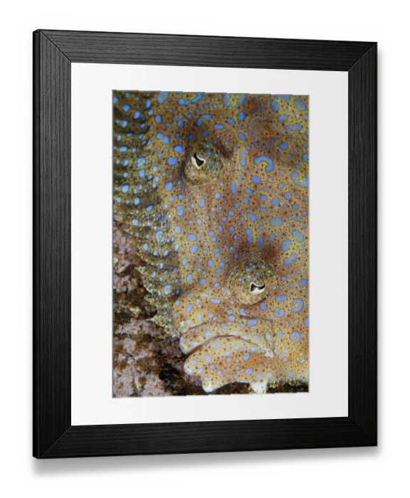 Framed Print : Tropical Flounder (Bothus mancus), Socorro Island, Revillagigedo Archipelago Biosphere Framed Print : Tropical Flounder (Bothus mancus), Socorro Island, Revillagigedo Archipelago Biosphere