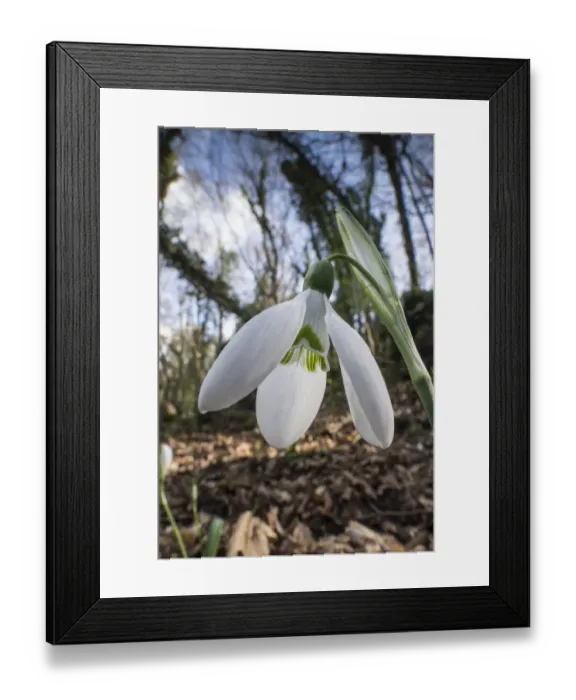 Framed Print : Snowdrop (Galanthus nivalis) growing in Il Sasseto, Torrealfina, Lazio, Italy Framed Print : Snowdrop (Galanthus nivalis) growing in Il Sasseto, Torrealfina, Lazio, Italy