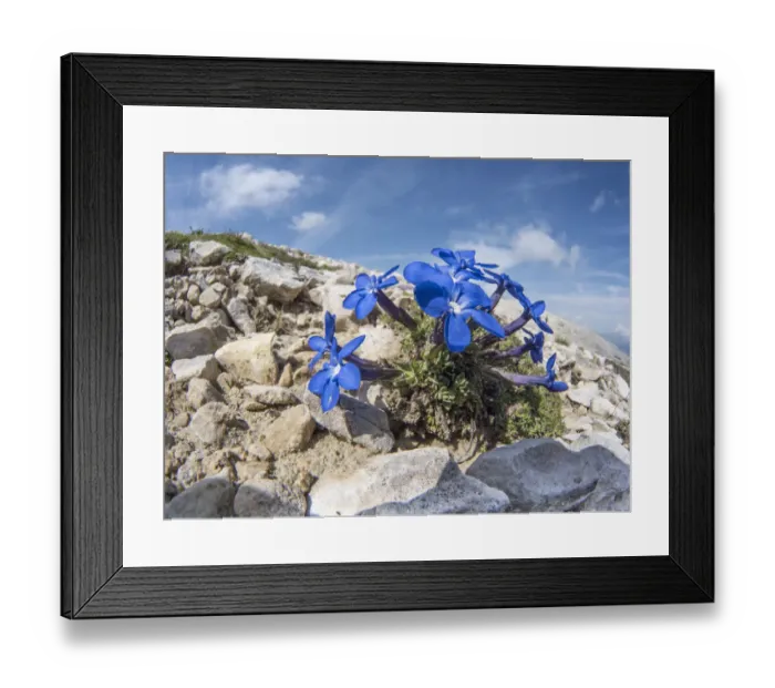 Framed Print : Triglav gentian (Gentiana terglouensis) Passo di Falzarego, near Cortina, Dolomites, Veneto, Italy