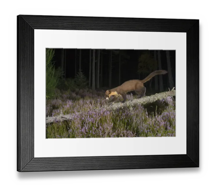Framed Print : Pine marten (Martes martes) carrying a birds egg. Black Isle, Scotland, UK. September Framed Print : Pine marten (Martes martes) carrying a birds egg. Black Isle, Scotland, UK. September