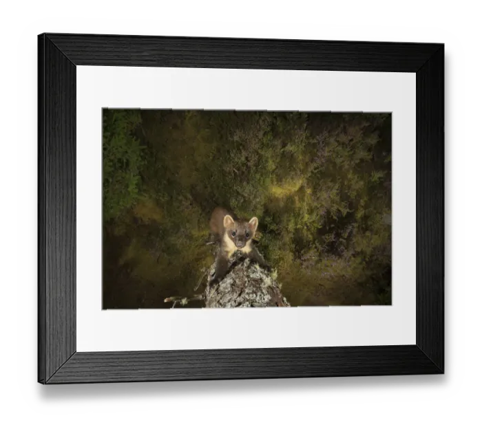 Framed Print : Pine marten (Martes martes), Black Isle, Scotland, UK. September. Camera trap image Framed Print : Pine marten (Martes martes), Black Isle, Scotland, UK. September. Camera trap image