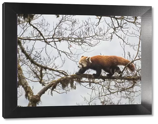 Red panda (Ailurus fulgens) walking along branch of tree, Singalila National Park