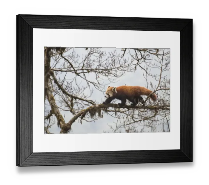 Framed Print : Red panda (Ailurus fulgens) walking along branch of tree, Singalila National Park Framed Print : Red panda (Ailurus fulgens) walking along branch of tree, Singalila National Park