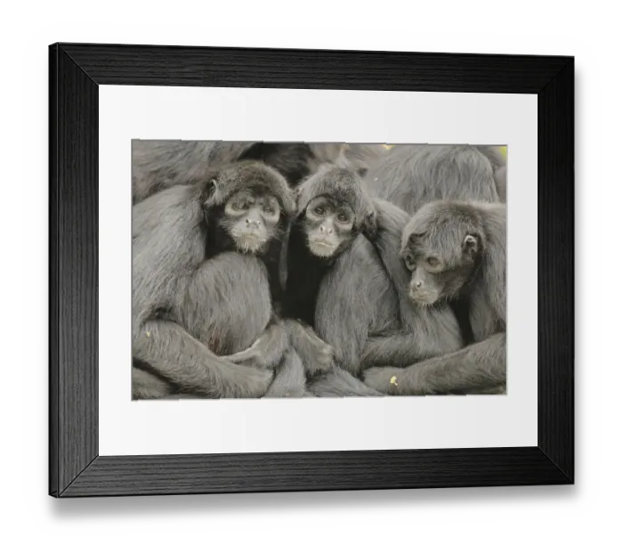 Framed Print : Colombian spider monkey (Ateles fusciceps rufiventris) group Framed Print : Colombian spider monkey (Ateles fusciceps rufiventris) group