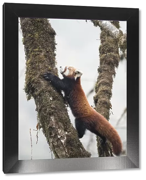Red panda (Ailurus fulgens) moving about a tree in the typical cloud forest habitat