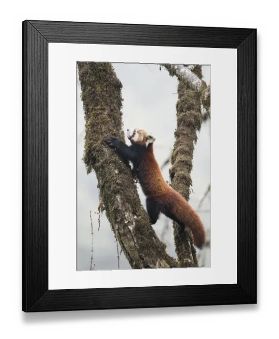 Framed Print : Red panda (Ailurus fulgens) moving about a tree in the typical cloud forest habitat Framed Print : Red panda (Ailurus fulgens) moving about a tree in the typical cloud forest habitat